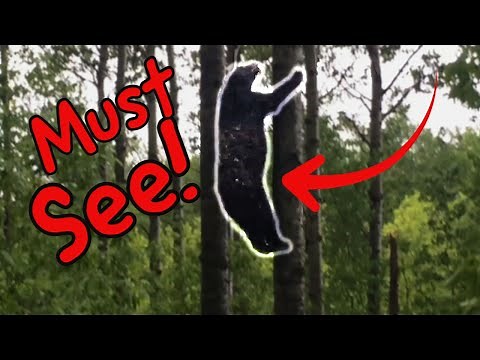 The Most Dramatic BEAR KILL Ever!!! (ep.5 - 2018)