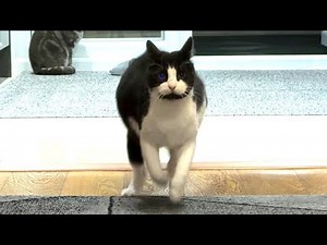 Cat Running In Slow Motion