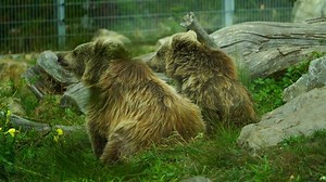 Download Himalayan Brown Bear in zoo for free
