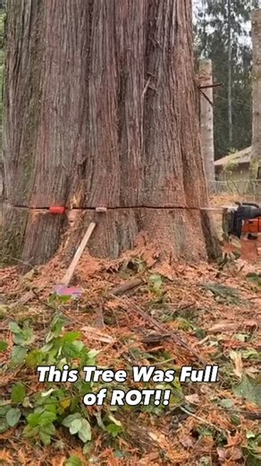 This Tree Was Full of Rot!! Take a look! Needing Tree Services?? Call Snohomish Tree at (425)315-3874 to get scheduled for Tree Removal and Tree Care Services! Our Experts provide services for: 🌲 Tree Removal 🌲 Tree Pruning 🌲 View Clearing 🌲 Stump Grinding 🌲 Leaning Trees 🌲 Forest Thinning 🌲 Wind Sailing Visit us at www.snohomishtree.com to see more!! #monroewa #treeservice #snohomish #bothellwa #duvallwa #lakestevenswa #granitefallswa #treework #snohomishwa #sultanwa #logging #loggers #l