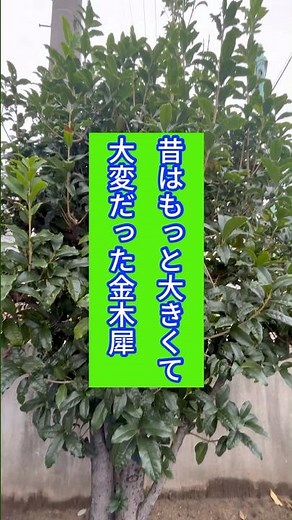 長年かけて小さくコンパクトにしてきた金木犀を剪定#庭師のVlog #一級造園技能士