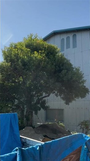 2年ぶりのヤマモモの剪定