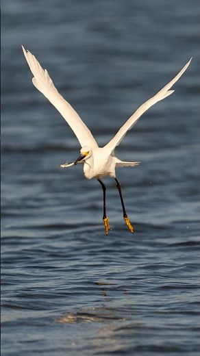 Snowy Egret’s Perfect Catch — Fast, Focused, and Hungry!