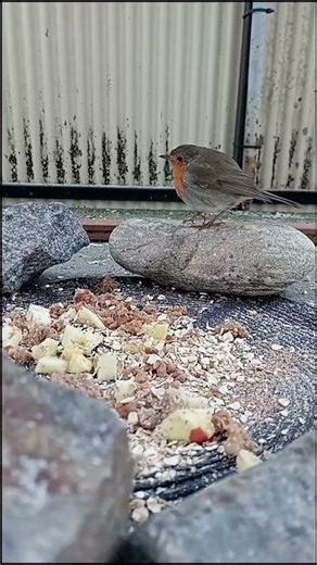 Birds that visited my balcony today, including a very rare Ghost Bird 👻