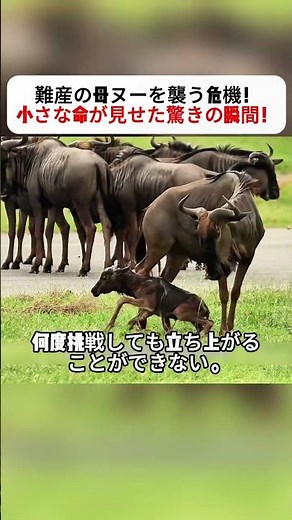 Crisis Facing a Mother Gnu in Labor! The Stunning Moment a Tiny Life Emerged! #BirthOfAnimals #Mi...