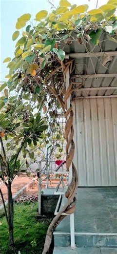 Small Farm. White Container. #nature #farm #plants #tree #container #shorts