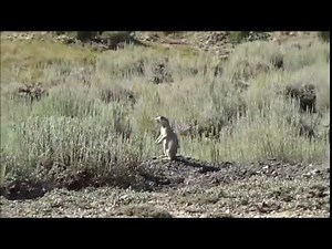 Prairie Dog vs 22-250
