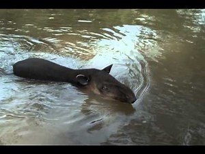Baird's Tapir in Costa Rica