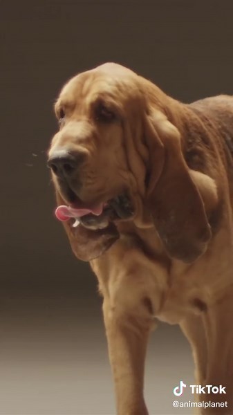 The Bloodhound: A Scent-Savvy Canine Companion