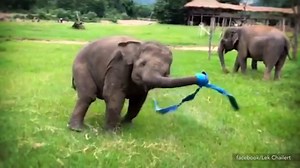 61M views · 7K reactions | The world needs more joy — so pass it on. :D | Animals Australia | Facebook