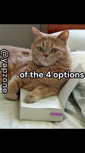 Pro tip for students #cat #catmemes#memes #fyp