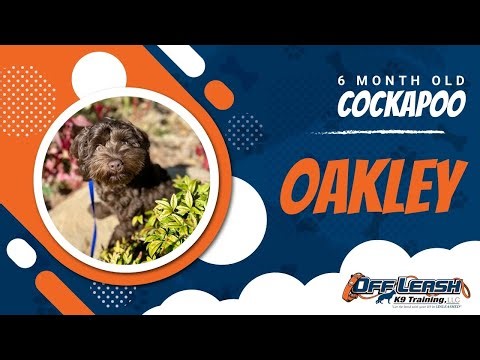 Amazing Oakley: 6 Month Old Cockapoo’s Transformation