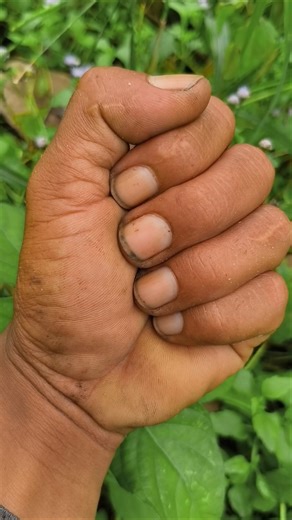 The mida spear is orange#insects#nature#shortsvideo