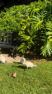 1.1K views · 44 reactions | #Australia #white #ibis #birdphotography | Cindy Le | Facebook