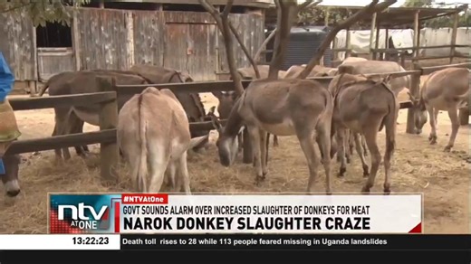 1.7K views · 19 reactions | Narok Donkey Slaughter Craze Animal Rights and Food Safety groups in Narok are sounding the alarm over rising slaughter of Donkeys for meat, especially during this festive season. #NTVAtOne | NTV Kenya | Facebook