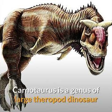 Carnotaurus || The thick horn theropod!