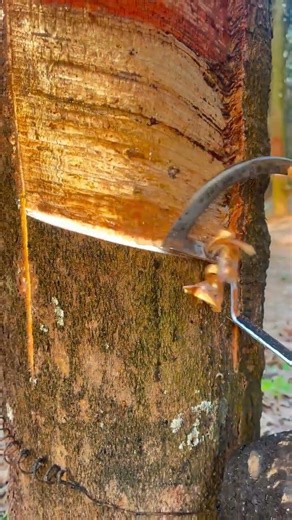 #Rubber tapping