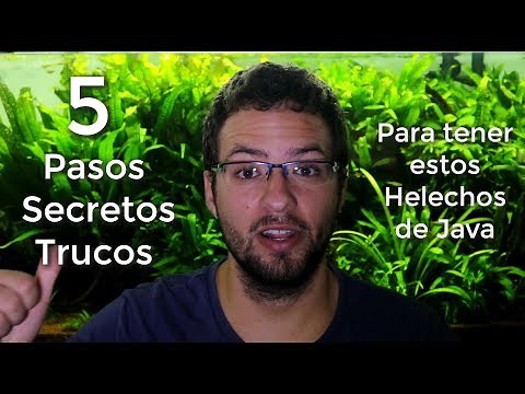 5 TRUCOS para TENER estos HELECHOS DE JAVA || AquaTips