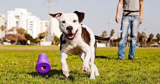 25 Fun Things to Do With Your Dog!