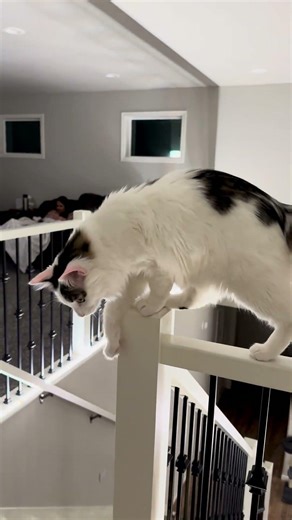 Daredevil cat
