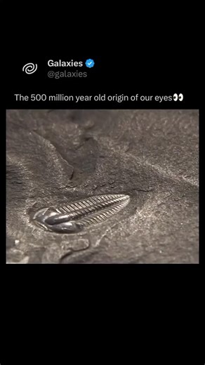 Galaxies on Instagram: "Professor Brian Cox visits the Burgess Shale, a very important fossil field in Yoho National Park in the Canadian Rocky Mountains. The fossils here record an explosion of life around 540 million years ago, during the Cambrian period, known as the ‘Cambrian explosion’. He explains a speculative theory that the evolution of creatures with eyes, such as trilobites, triggered the evolution of more complex forms of life."