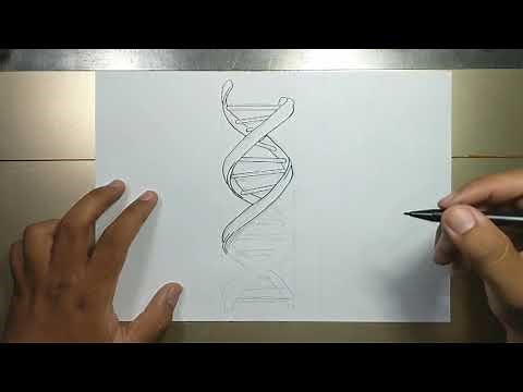 How to draw DNA step by step