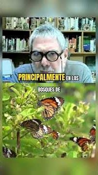 #MonarchButterfly #Migration #contralíneatv #news