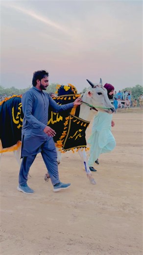 Mahibail Group MalangBail293 Bail Video - 1M Views