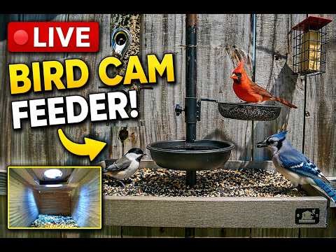 24/7 Live Bird Feeder Cam - Cardinals, Blue Birds & More I Alabama Bird Nerd