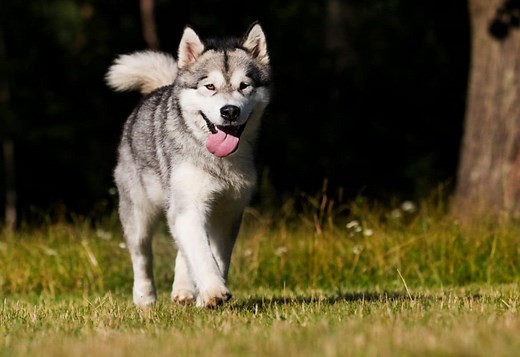 Why Your Husky Runs Away (And How To Prevent It)