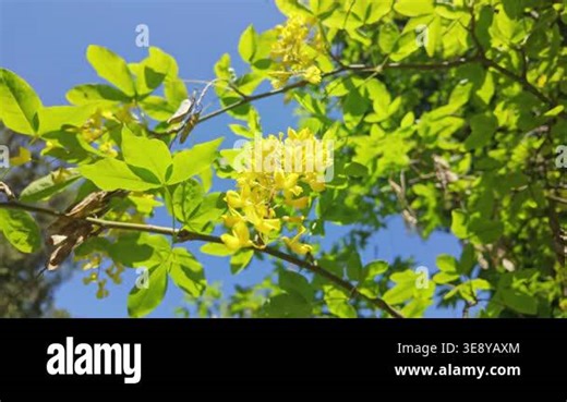 Yellow flowers swaying on tree branches against blue sky. Laburnum alpinum, the Scotch laburnum, alpine laburnum Stock Video Footage - Alamy