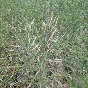 Canola School: Four insects you need to know