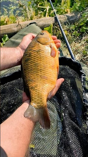 Look 👀 at the size of that! On a £20 fishing kit setup! 🎣🔥 #carpfishing #fishing #fishingtackle