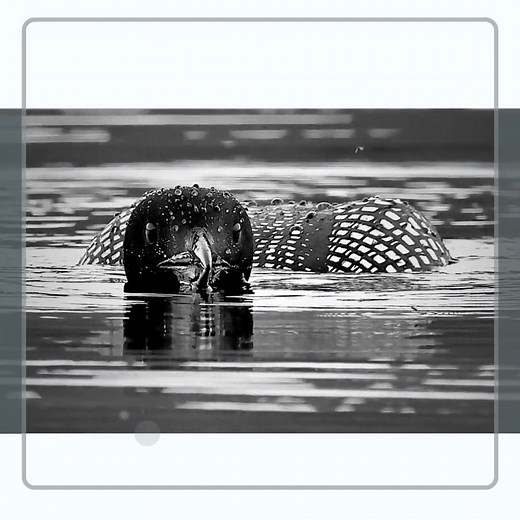 "Loon Hunting" // https://www.petergrayoutdoors.com/warehouse-open-edition-prints/art_print_products/peter-gray-sr-loon-hunting | Peter Gray Outdoors | Facebook