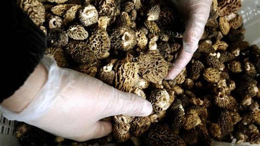 What are morel mushrooms? Here's when, where you can find them in Kentucky