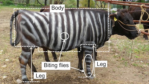 Cows painted as zebras win Ig Nobel Prize for deterring flies