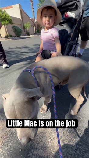 Pit bulls and babies. Will the pit bull survive the encounter #dogs #puppy #dogtrainer #baby