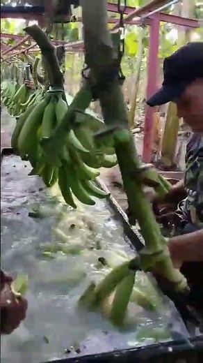 It turns out this is how to wash bananas before packing them.