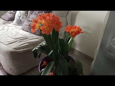 En été, Comment faire FLEURIR son CLIVIA