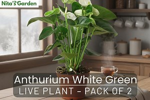 Anthurium White Green Live Plant – Pack of 2 - Etsy
