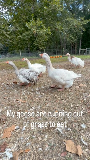 MY GEESE are running out of grass to eat, here’s what I did next. 🌱🪿#goose | MrGeese