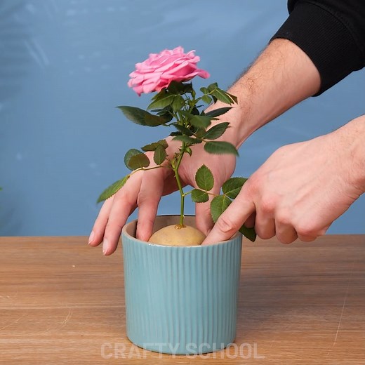 55K views · 139 reactions | How To Graft Roses | Crafty School | Facebook