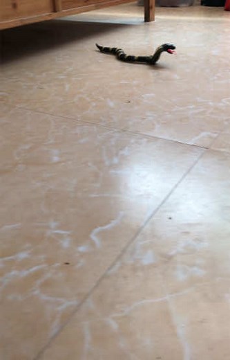 Remote Control Snake Prank Ideas for Parties