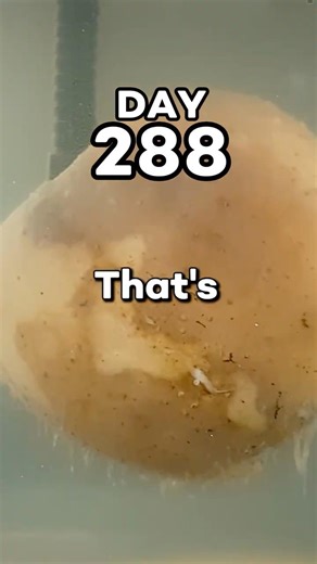 Apple Underwater For 1 YEAR 🍎🧪 (@photoowl)