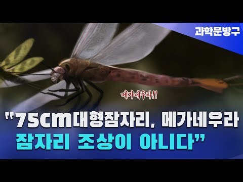 "Meganeura, a 75cm giant dragonfly!" Not the ancestor of modern dragonflies #largeinsects #dragon...