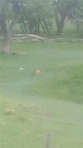 Bambi's mom runs through the meadow down into the creek line.