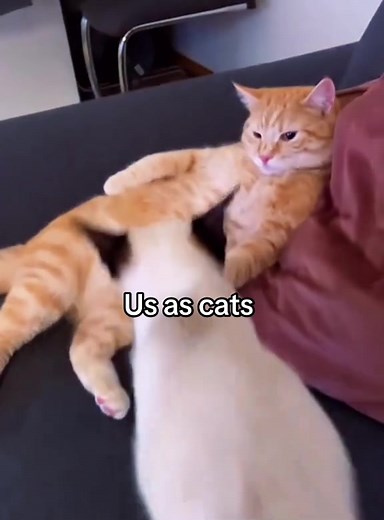 Us as Cats: Adorable Cat Cuddling Moments