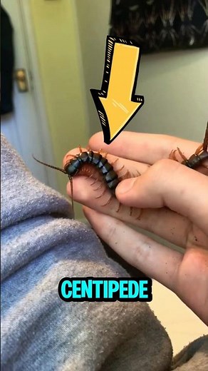 What To Do if a Centipede BITES You 😳