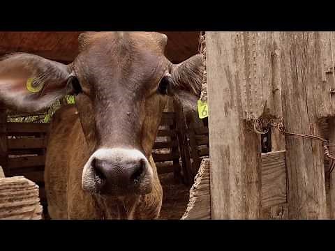 Becerros - Que María