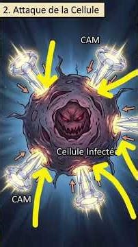 Système du complément ou bien les protéines du complément #biology #study